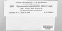 Gymnoconia interstitialis image